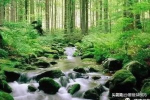 有人骂你是哈巴狗是什么意思?-警犬训练器材厂家 _警犬训练用品_工作犬训练用品-南京开久警犬装备