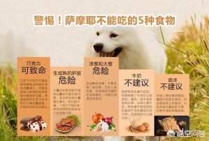 萨摩耶吃什么狗粮？两个月的萨摩耶吃什么-警犬训练器材厂家 _警犬训练用品_工作犬训练用品-南京开久警犬装备