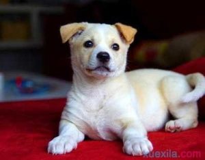 犬种分类大全(犬分类品种大全)-警犬训练器材厂家 _警犬训练用品_工作犬训练用品-南京开久警犬装备