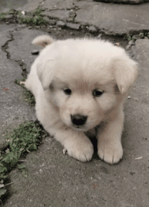 哪种土狗长大最好看(哪种土狗最好养)-警犬训练器材厂家 _警犬训练用品_工作犬训练用品-南京开久警犬装备