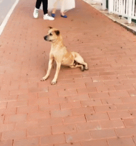 世界最强的狗(世界最强的狗是什么狗)-警犬训练器材厂家 _警犬训练用品_工作犬训练用品-南京开久警犬装备