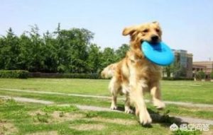 如何训练狗狗接飞盘(狗狗飞盘训练 *** 教程)-警犬训练器材厂家 _警犬训练用品_工作犬训练用品-南京开久警犬装备