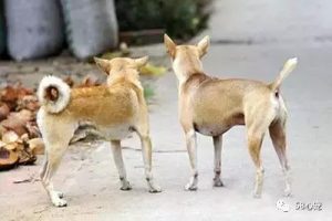 拉布拉多犬是什么性格？黑色拉布拉多犬性格-警犬训练器材厂家 _警犬训练用品_工作犬训练用品-南京开久警犬装备