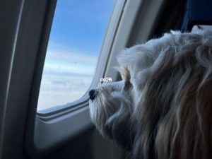 胖狗狗坐飞机旅行(坐飞机可以带狗狗吗)-警犬训练器材厂家 _警犬训练用品_工作犬训练用品-南京开久警犬装备