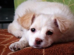 白毛黄头是什么狗？黑狗 *** 前有白毛是什么狗-警犬训练器材厂家 _警犬训练用品_工作犬训练用品-南京开久警犬装备