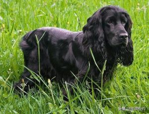 英国可卡犬(英国可卡犬和美国可卡犬区别)-警犬训练器材厂家 _警犬训练用品_工作犬训练用品-南京开久警犬装备