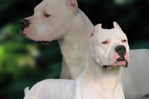 中国十大名犬排行榜(十大名犬排行榜聪明犬)-警犬训练器材厂家 _警犬训练用品_工作犬训练用品-南京开久警犬装备