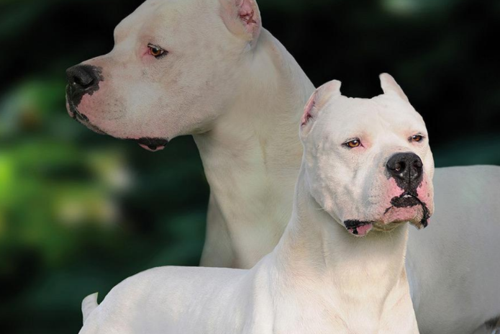 中国十大名犬排行榜(十大名犬排行榜聪明犬) - 警犬训练器材厂家 _警犬训练用品_工作犬训练用品-南京开久警犬装备-警犬训练器材厂家 _警犬训练用品_工作犬训练用品-南京开久警犬装备