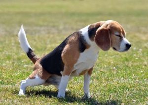 狗狗马桶舔尿_狗狗粑粑和尿能倒入马桶里么-警犬训练器材厂家 _警犬训练用品_工作犬训练用品-南京开久警犬装备