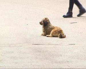 细狗咬狗(细狗不咬别的狗怎么办)-警犬训练器材厂家 _警犬训练用品_工作犬训练用品-南京开久警犬装备