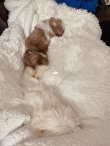 狗狗东西在我里面突然变大了-警犬训练器材厂家 _警犬训练用品_工作犬训练用品-南京开久警犬装备