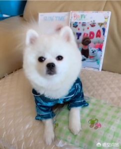 狗狗丢了怎么才能找到狗狗丢了往哪找-警犬训练器材厂家 _警犬训练用品_工作犬训练用品-南京开久警犬装备