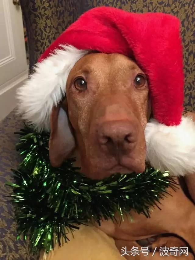 狗狗吃蛋糕会死掉吗？狗狗吃的蛋糕 *** *** - 警犬训练器材厂家 _警犬训练用品_工作犬训练用品-南京开久警犬装备-警犬训练器材厂家 _警犬训练用品_工作犬训练用品-南京开久警犬装备