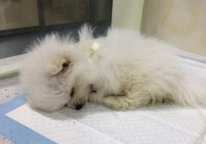 一想起去世的狗狗就开始哭-警犬训练器材厂家 _警犬训练用品_工作犬训练用品-南京开久警犬装备