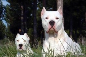 什么犬能打过杜高犬(什么犬比杜高犬还厉害)-警犬训练器材厂家 _警犬训练用品_工作犬训练用品-南京开久警犬装备