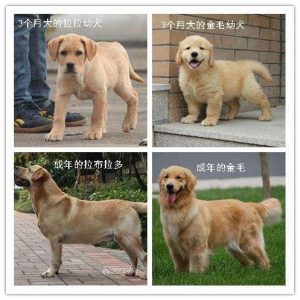 为什么金毛算大型犬？苏州可以养金毛大型犬吗-警犬训练器材厂家 _警犬训练用品_工作犬训练用品-南京开久警犬装备
