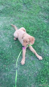 怎么劝说妈妈给我买狗？妈妈要离婚怎么劝说-警犬训练器材厂家 _警犬训练用品_工作犬训练用品-南京开久警犬装备