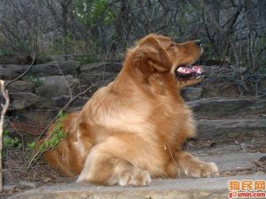 什么叫金毛寻回犬(平毛寻回犬和金毛哪个好)-警犬训练器材厂家 _警犬训练用品_工作犬训练用品-南京开久警犬装备