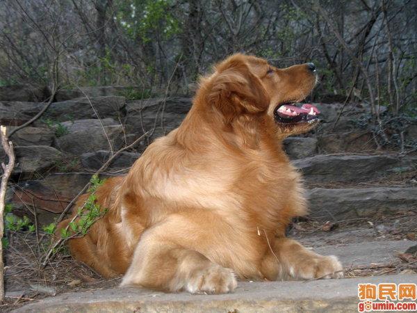 什么叫金毛寻回犬(平毛寻回犬和金毛哪个好) - 警犬训练器材厂家 _警犬训练用品_工作犬训练用品-南京开久警犬装备-警犬训练器材厂家 _警犬训练用品_工作犬训练用品-南京开久警犬装备