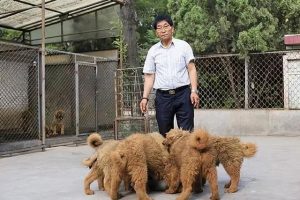石家庄哪里有正规狗场(石家庄哪里有猫狗市场)-警犬训练器材厂家 _警犬训练用品_工作犬训练用品-南京开久警犬装备