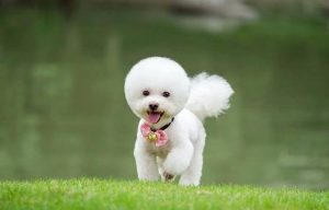 比熊犬价格(比熊犬哪里有卖)-警犬训练器材厂家 _警犬训练用品_工作犬训练用品-南京开久警犬装备