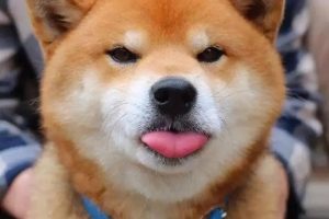 宠物狗的挑选博客萌宠-警犬训练器材厂家 _警犬训练用品_工作犬训练用品-南京开久警犬装备