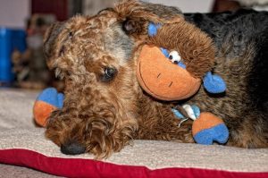 马耳他梗犬-警犬训练器材厂家 _警犬训练用品_工作犬训练用品-南京开久警犬装备