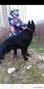 比格犬一生认几个主人？比格犬会认第二个主人吗-警犬训练器材厂家 _警犬训练用品_工作犬训练用品-南京开久警犬装备