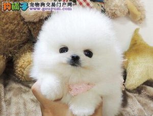 如何饲养博美犬萌宠？博美犬的饲养-警犬训练器材厂家 _警犬训练用品_工作犬训练用品-南京开久警犬装备