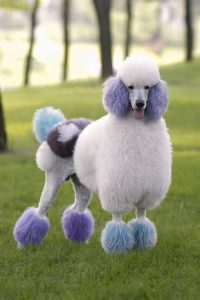 贵宾犬怎么养贵宾犬好养吗(贵宾犬要怎么养 贵宾犬要注意什么)-警犬训练器材厂家 _警犬训练用品_工作犬训练用品-南京开久警犬装备