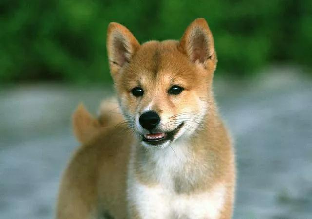 狗把自己家的鸡咬死了预兆 - 警犬训练器材厂家 _警犬训练用品_工作犬训练用品-南京开久警犬装备-警犬训练器材厂家 _警犬训练用品_工作犬训练用品-南京开久警犬装备