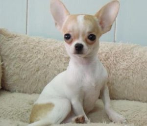 狗狗一般在哪买(买狗去哪里买)-警犬训练器材厂家 _警犬训练用品_工作犬训练用品-南京开久警犬装备