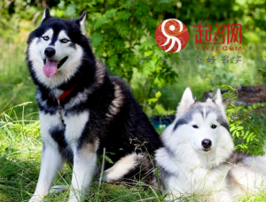 萌狗狗名字大全，独一无二的狗狗名字大全-警犬训练器材厂家 _警犬训练用品_工作犬训练用品-南京开久警犬装备