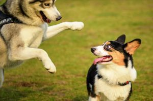 狗狗进到里面变大了_狗狗进到里面变大了 *** 一-警犬训练器材厂家 _警犬训练用品_工作犬训练用品-南京开久警犬装备