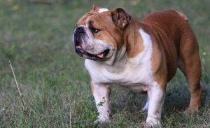 牛头梗价格多少钱斗牛梗犬多少钱一只-警犬训练器材厂家 _警犬训练用品_工作犬训练用品-南京开久警犬装备