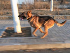 昆明狗狗网:昆明哪里买狗(昆明买狗狗去哪里买比较好)-警犬训练器材厂家 _警犬训练用品_工作犬训练用品-南京开久警犬装备