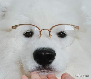 萨摩犬价格(萨摩犬和萨摩耶的区别)-警犬训练器材厂家 _警犬训练用品_工作犬训练用品-南京开久警犬装备