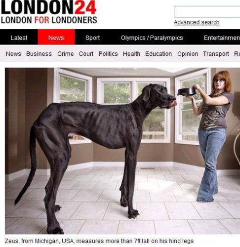 狗100米世界纪录保持者(女子100米栏世界纪录保持者) - 警犬训练器材厂家 _警犬训练用品_工作犬训练用品-南京开久警犬装备-警犬训练器材厂家 _警犬训练用品_工作犬训练用品-南京开久警犬装备