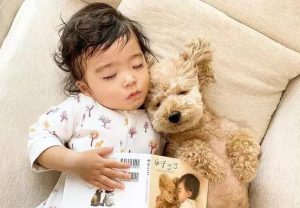 贵宾犬玩具(贵宾犬玩具体迷你体)-警犬训练器材厂家 _警犬训练用品_工作犬训练用品-南京开久警犬装备