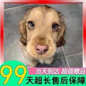 美卡狗价格(美卡狗为什么有味道)-警犬训练器材厂家 _警犬训练用品_工作犬训练用品-南京开久警犬装备