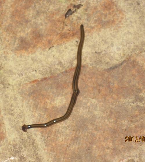 狗狗吃了蚂蟥萌宠 - 警犬训练器材厂家 _警犬训练用品_工作犬训练用品-南京开久警犬装备-警犬训练器材厂家 _警犬训练用品_工作犬训练用品-南京开久警犬装备