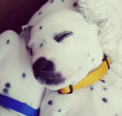 斑点狗属于什么型犬(斑点狗叫什么犬)-警犬训练器材厂家 _警犬训练用品_工作犬训练用品-南京开久警犬装备