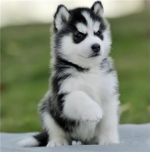 宠物犬排名及价格(宠物犬排名及 *** 大全)-警犬训练器材厂家 _警犬训练用品_工作犬训练用品-南京开久警犬装备