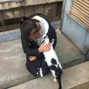 深圳流浪猫狗救助站(呼和浩特市流浪猫狗救助站)-警犬训练器材厂家 _警犬训练用品_工作犬训练用品-南京开久警犬装备