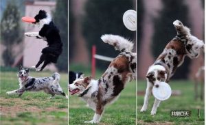 训狗 *** 教你如何训练狗(训狗的技巧)-警犬训练器材厂家 _警犬训练用品_工作犬训练用品-南京开久警犬装备