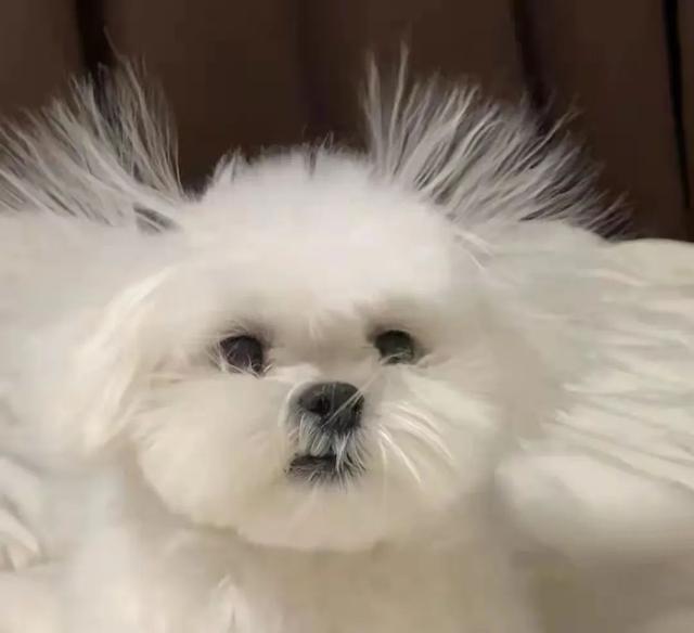 神经性犬瘟抽搐怎么治？神经性犬瘟抽搐可以走路但是站不稳 - 警犬训练器材厂家 _警犬训练用品_工作犬训练用品-南京开久警犬装备-警犬训练器材厂家 _警犬训练用品_工作犬训练用品-南京开久警犬装备