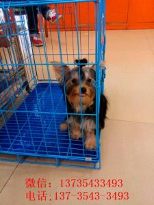 宠物狗市场(盐城宠物狗市场在哪里)-警犬训练器材厂家 _警犬训练用品_工作犬训练用品-南京开久警犬装备