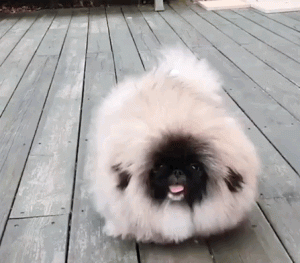 可卡犬好不好养(可卡犬好养吗)-警犬训练器材厂家 _警犬训练用品_工作犬训练用品-南京开久警犬装备