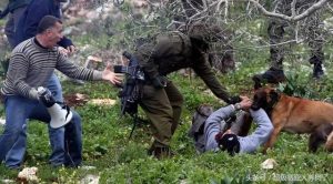 因公牺牲的警犬(警犬牺牲了怎么处理)-警犬训练器材厂家 _警犬训练用品_工作犬训练用品-南京开久警犬装备