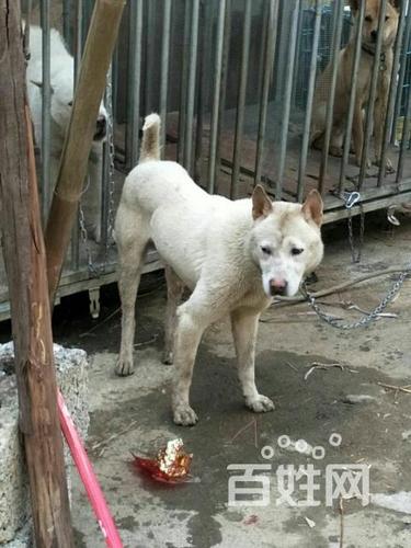 广西杂斗狗(广西杂斗狗是什么品种) - 警犬训练器材厂家 _警犬训练用品_工作犬训练用品-南京开久警犬装备-警犬训练器材厂家 _警犬训练用品_工作犬训练用品-南京开久警犬装备